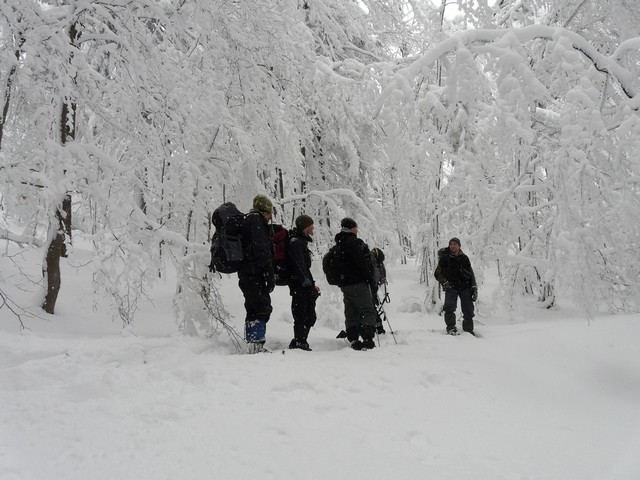 in the winter beech-fir forest on the Slovakia border; photo: L.Machalova